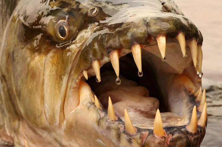 ये है 5 फीट और 70 किलो की Goliath Tigerfish, जो मगरमच्छ को भी खा सकती है -  ScoopWhoop Hindi