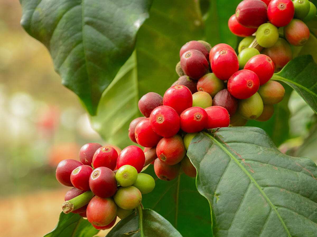 coffee plant 