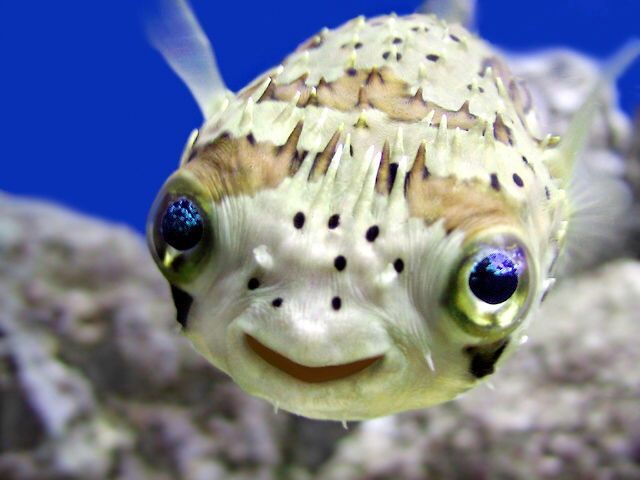 Funny Fish Pictures