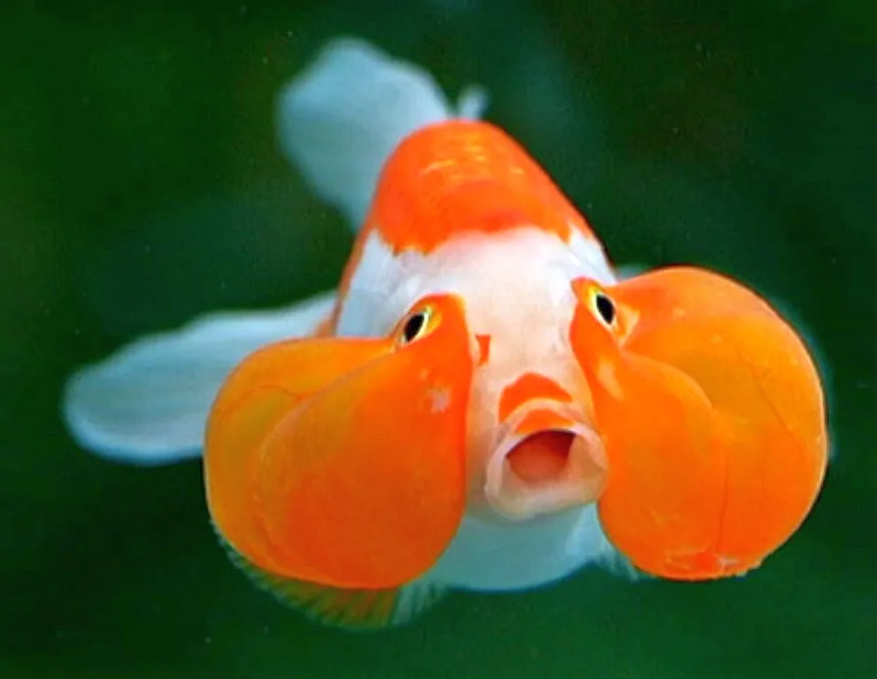 Funny Fish Pictures