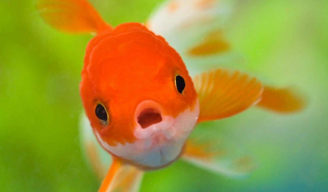 Weirdly Funny Fish Pictures