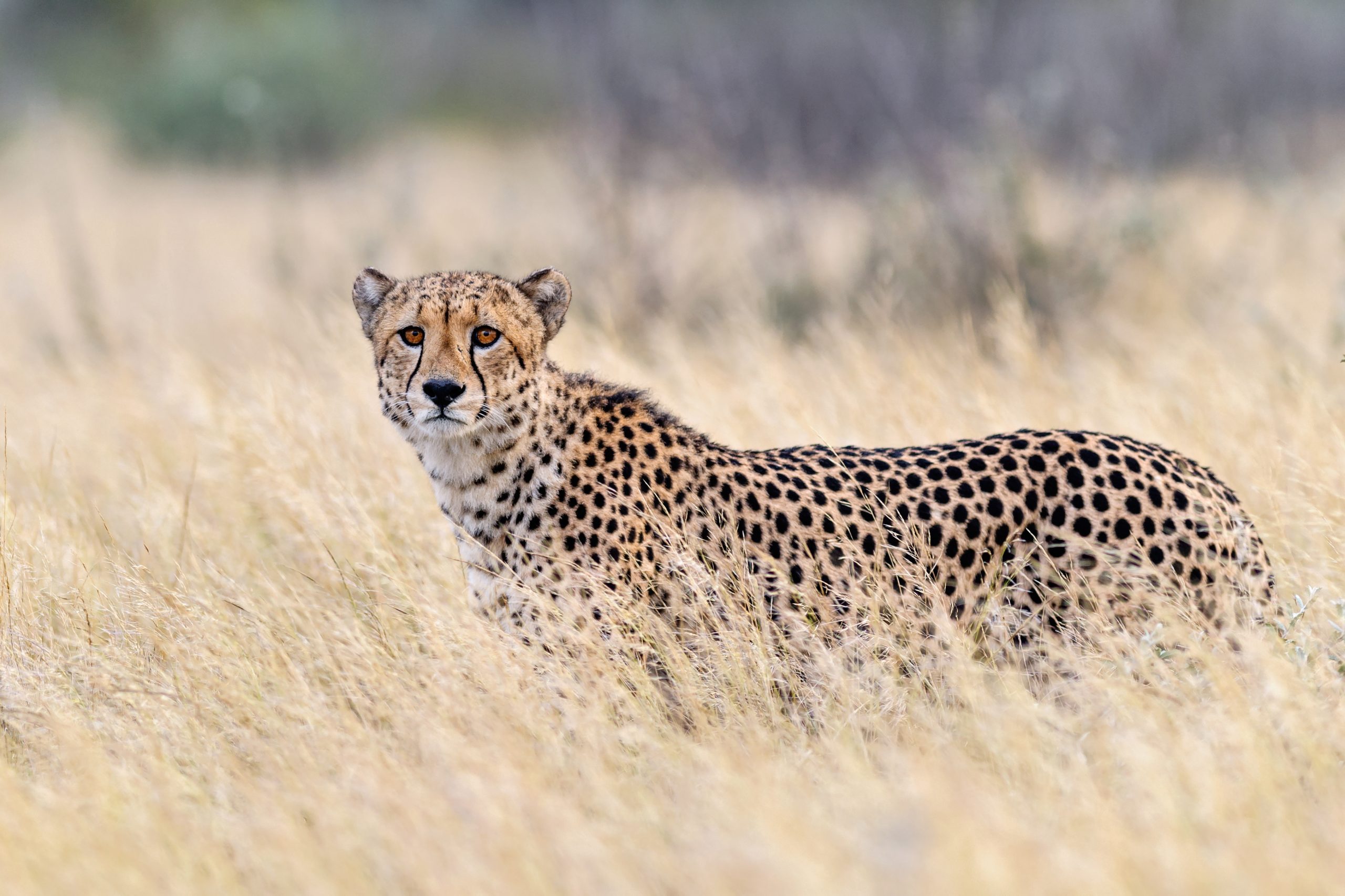 cheetah