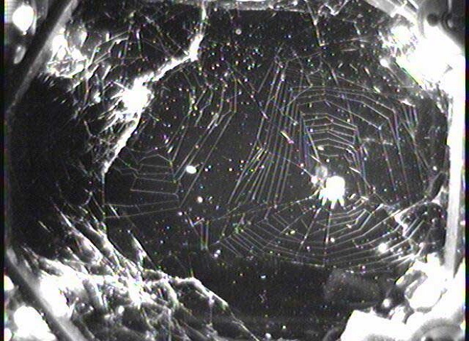 spider in space 