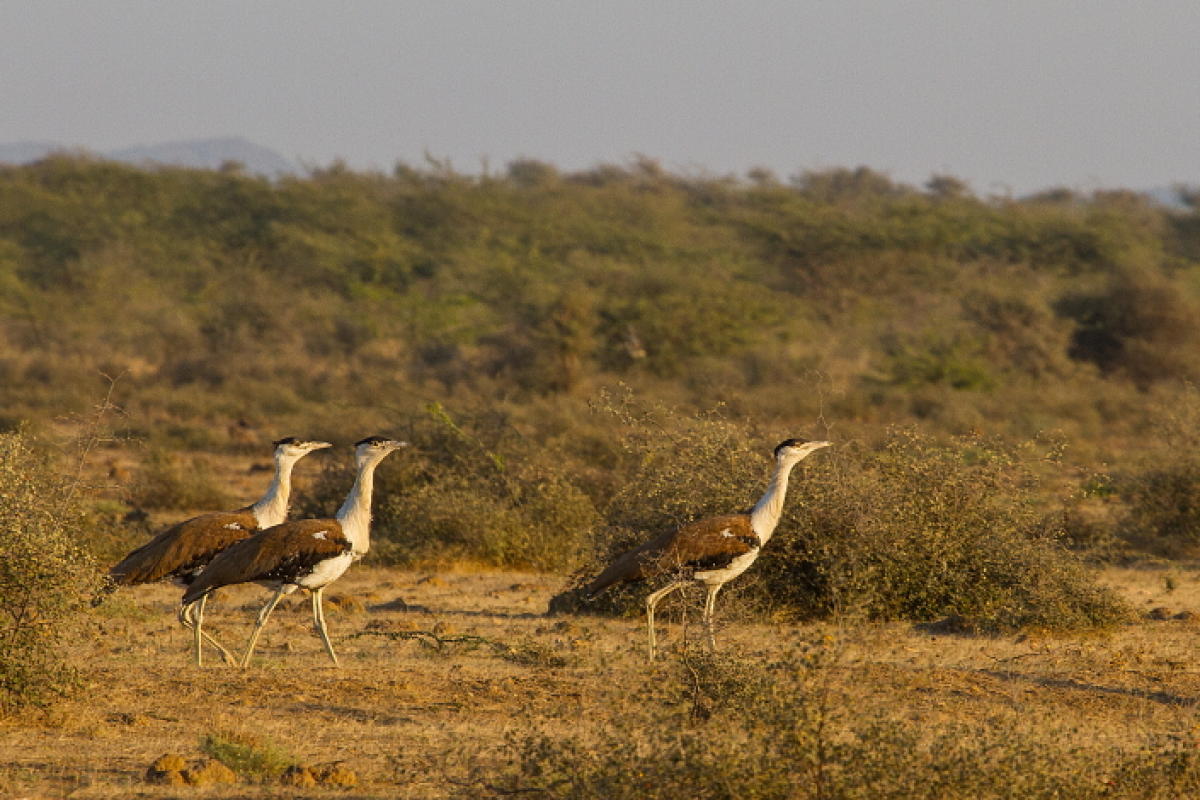 Naliya Grassland