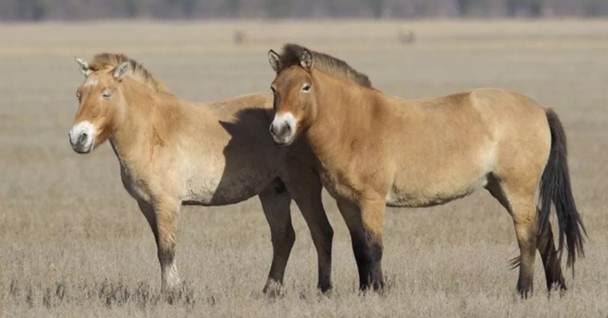History OF Mongolian Horse