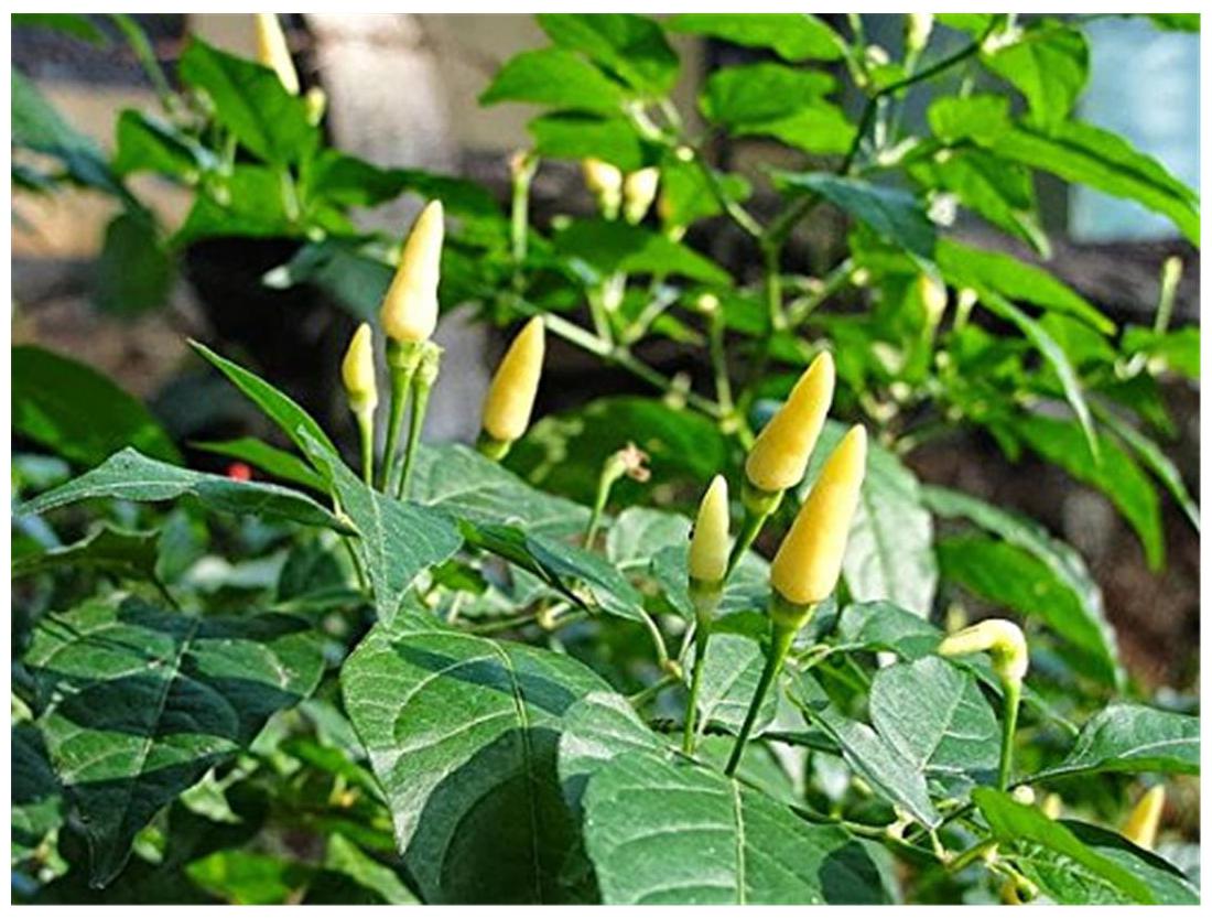 white bird eye chili