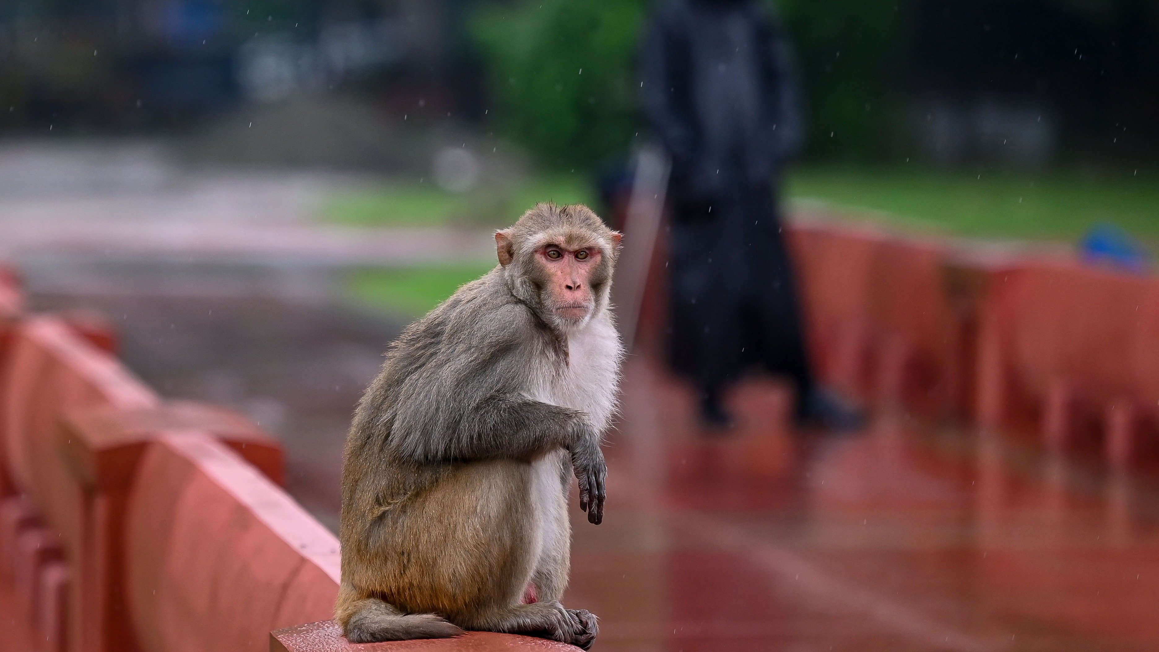 Property Rules Of Osmanabad Monkeys