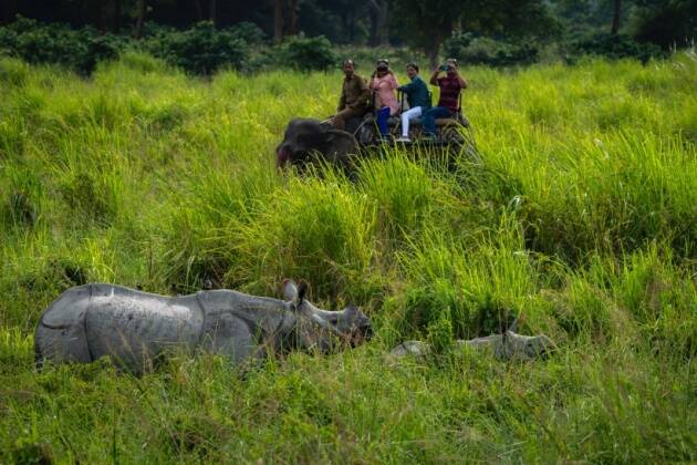 Pobitora Wildlife Sanctuary