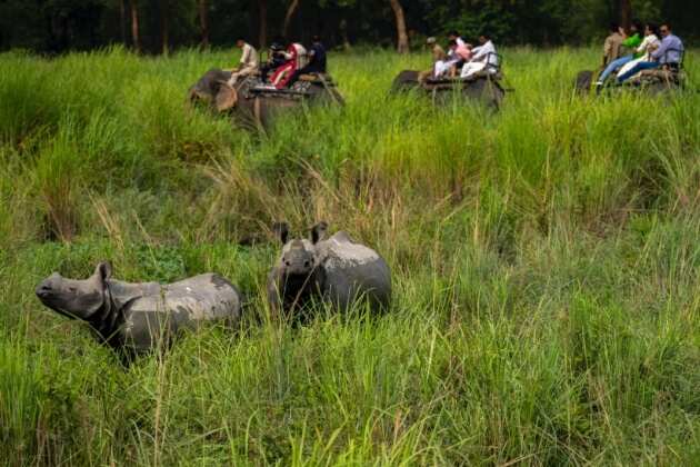 Pobitora Wildlife Sanctuary