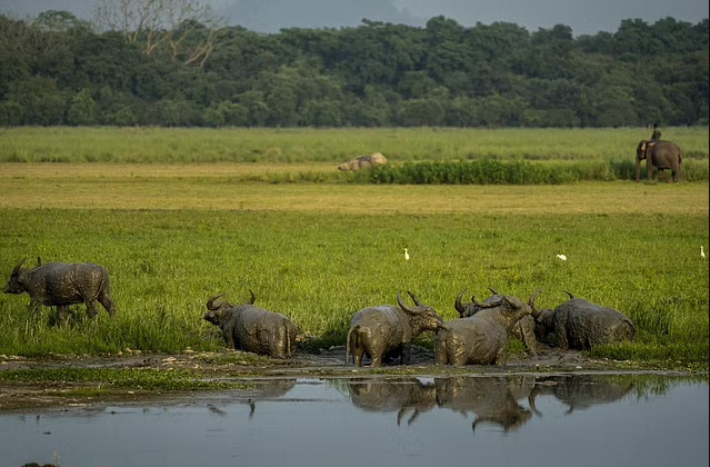 Pobitora Wildlife Sanctuary