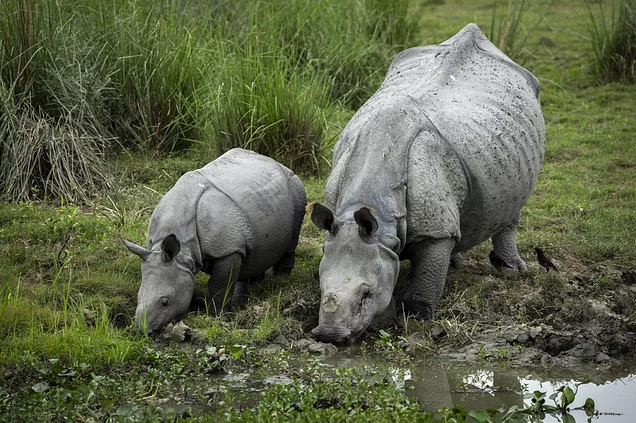 Pobitora Wildlife Sanctuary