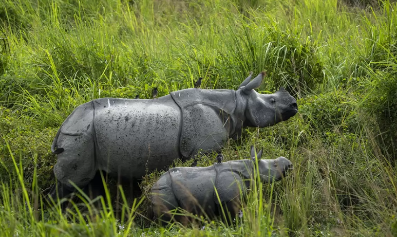 Pobitora Wildlife Sanctuary