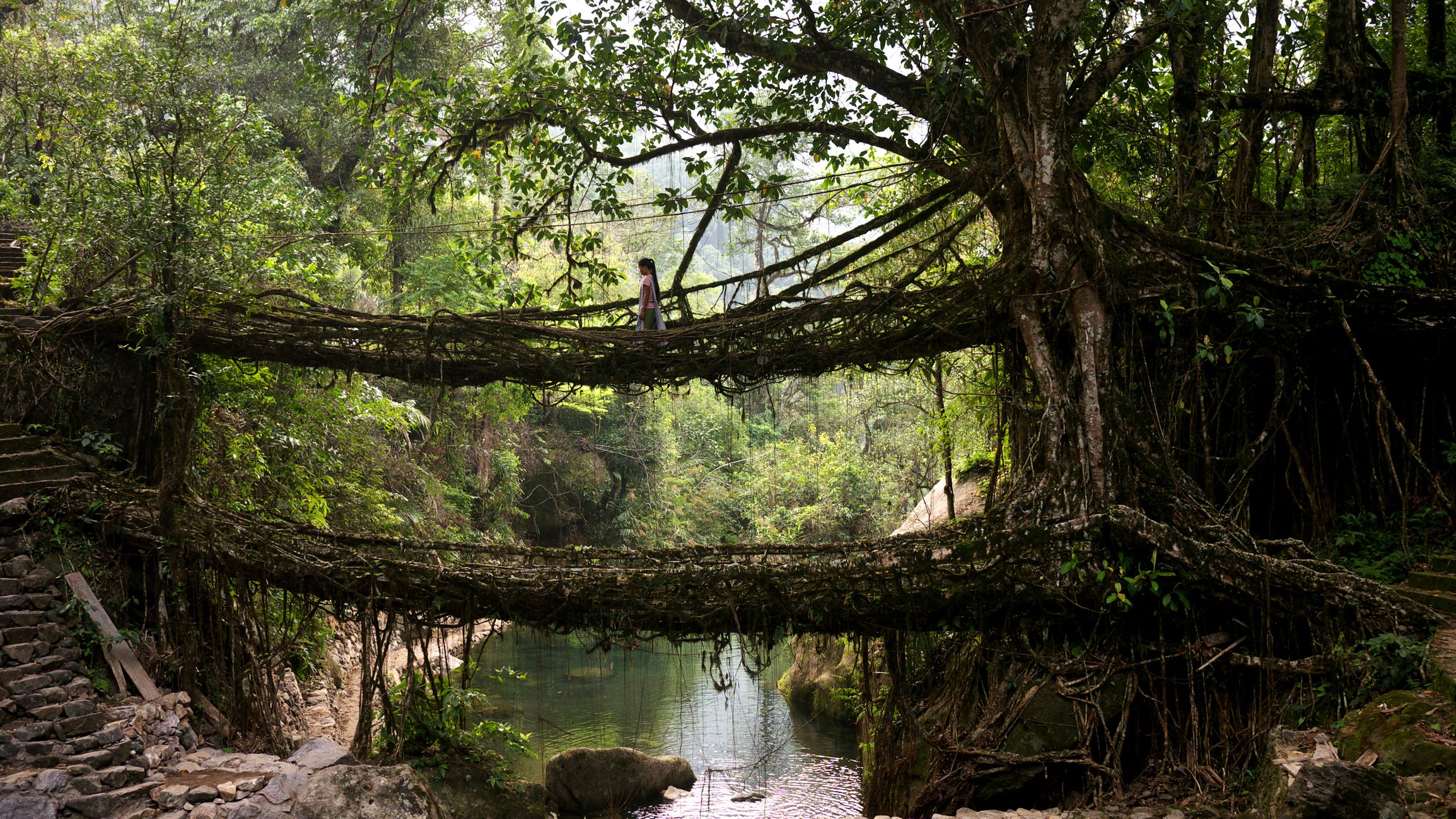 Umshiang Double-Decker Root Bridge