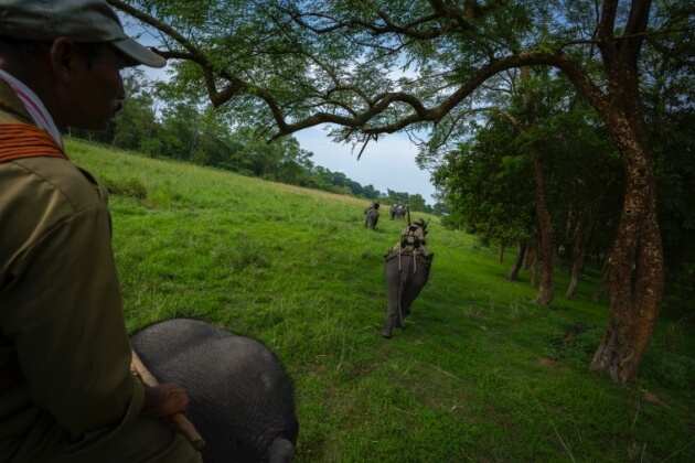 Pobitora Wildlife Sanctuary