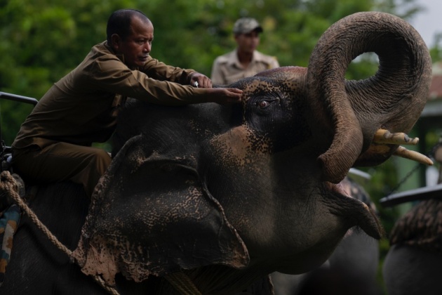 Pobitora Wildlife Sanctuary