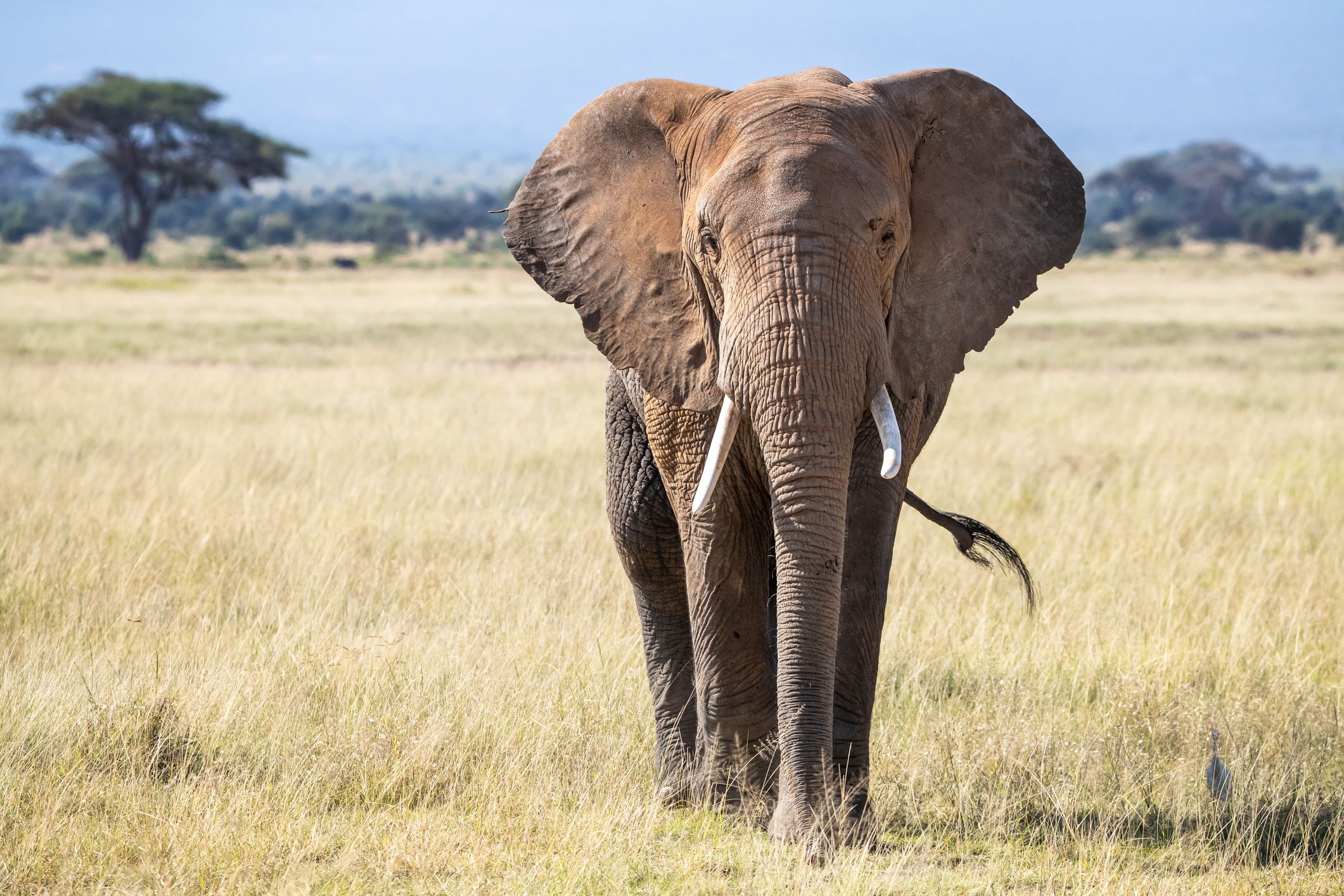 Elephants