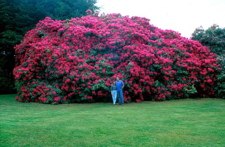 Rhododendron 
