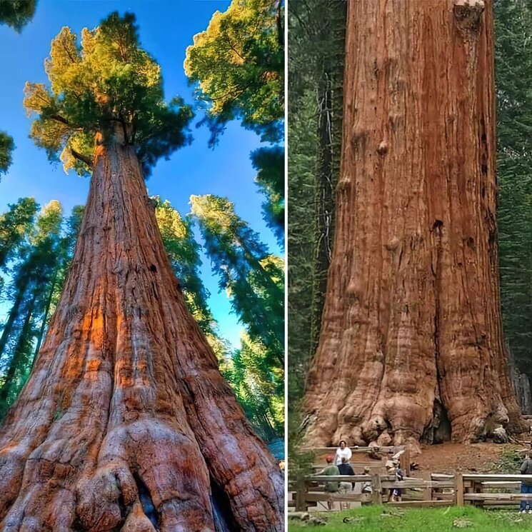 Biggest Tree in the world 