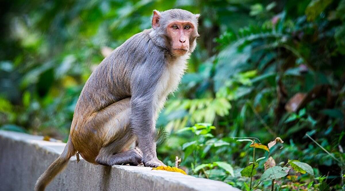 Property Rules Of Osmanabad Monkeys