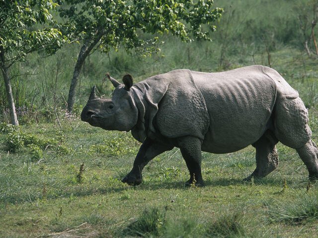 one-horned rhino