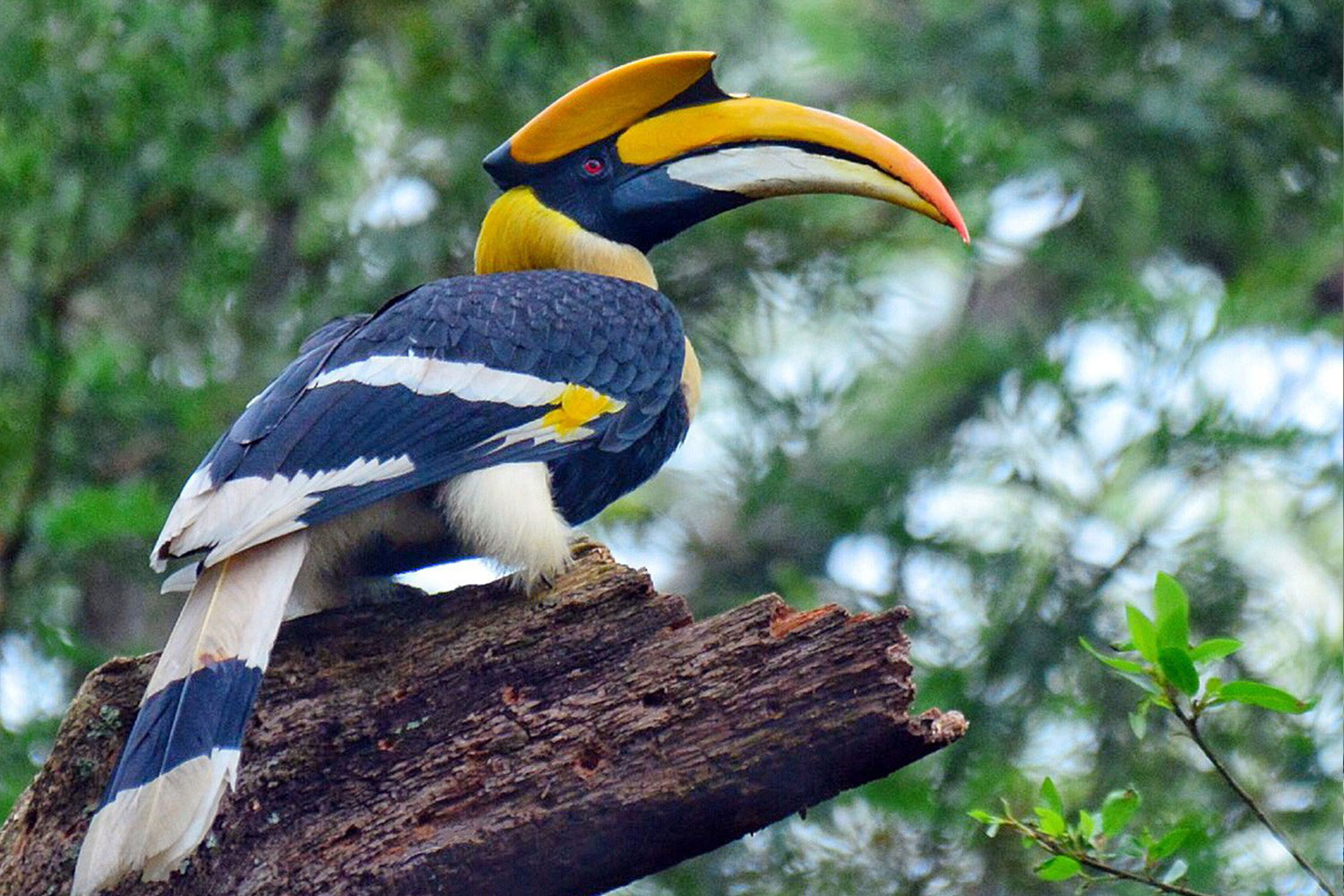 Kaziranga National Park Birding
