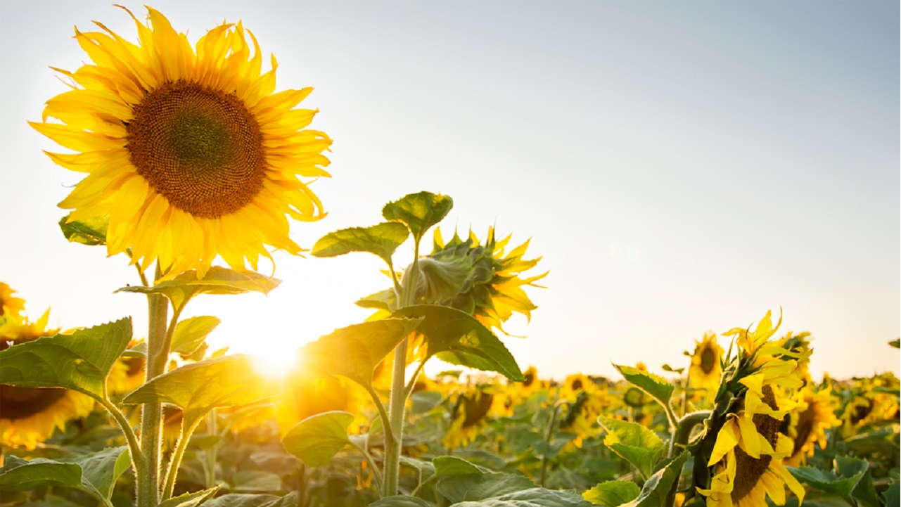 Why Sunflower Turns Towards Sun