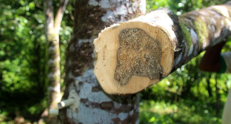 agarwood plant