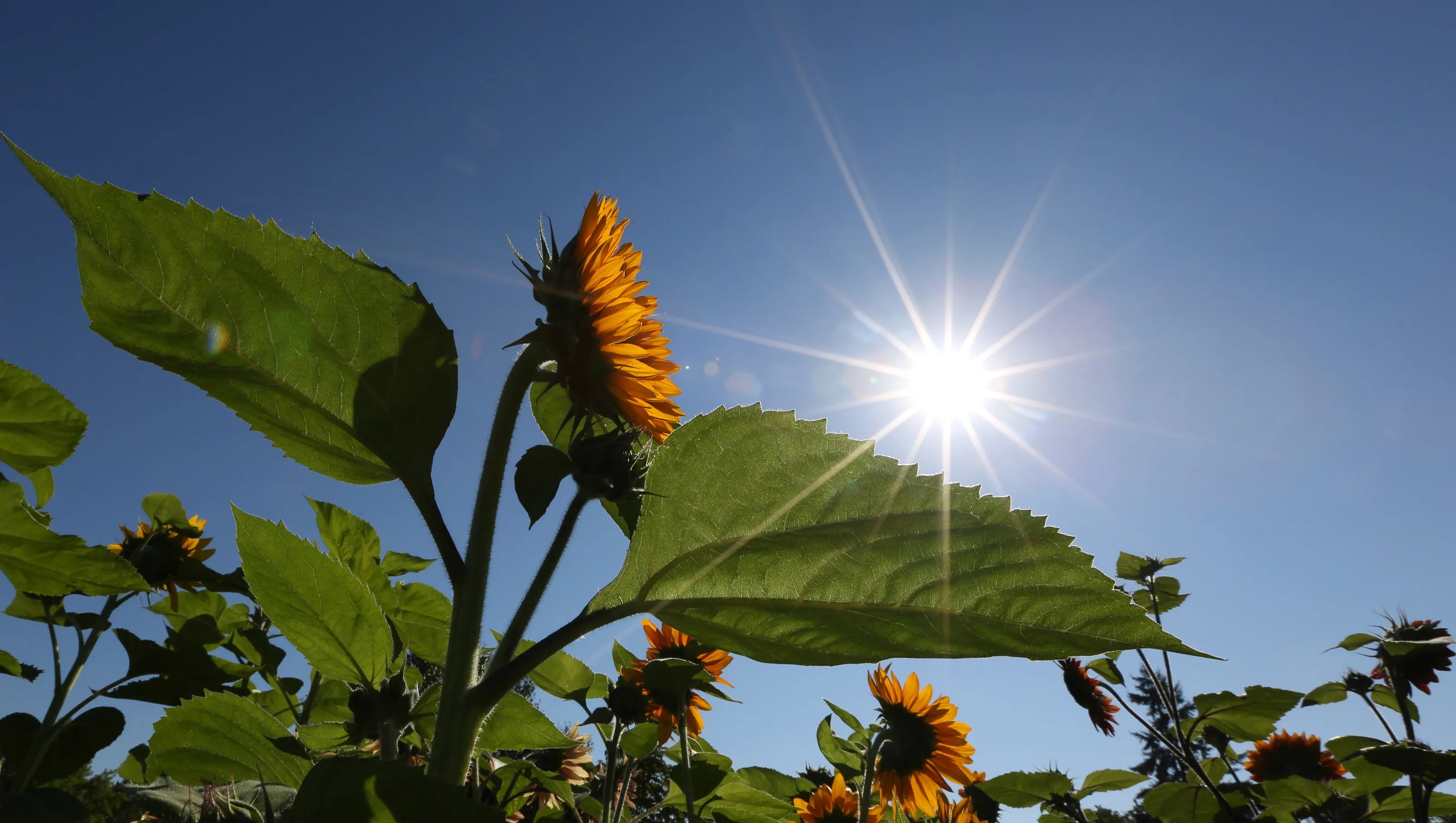 Why Sunflower Turns Towards Sun