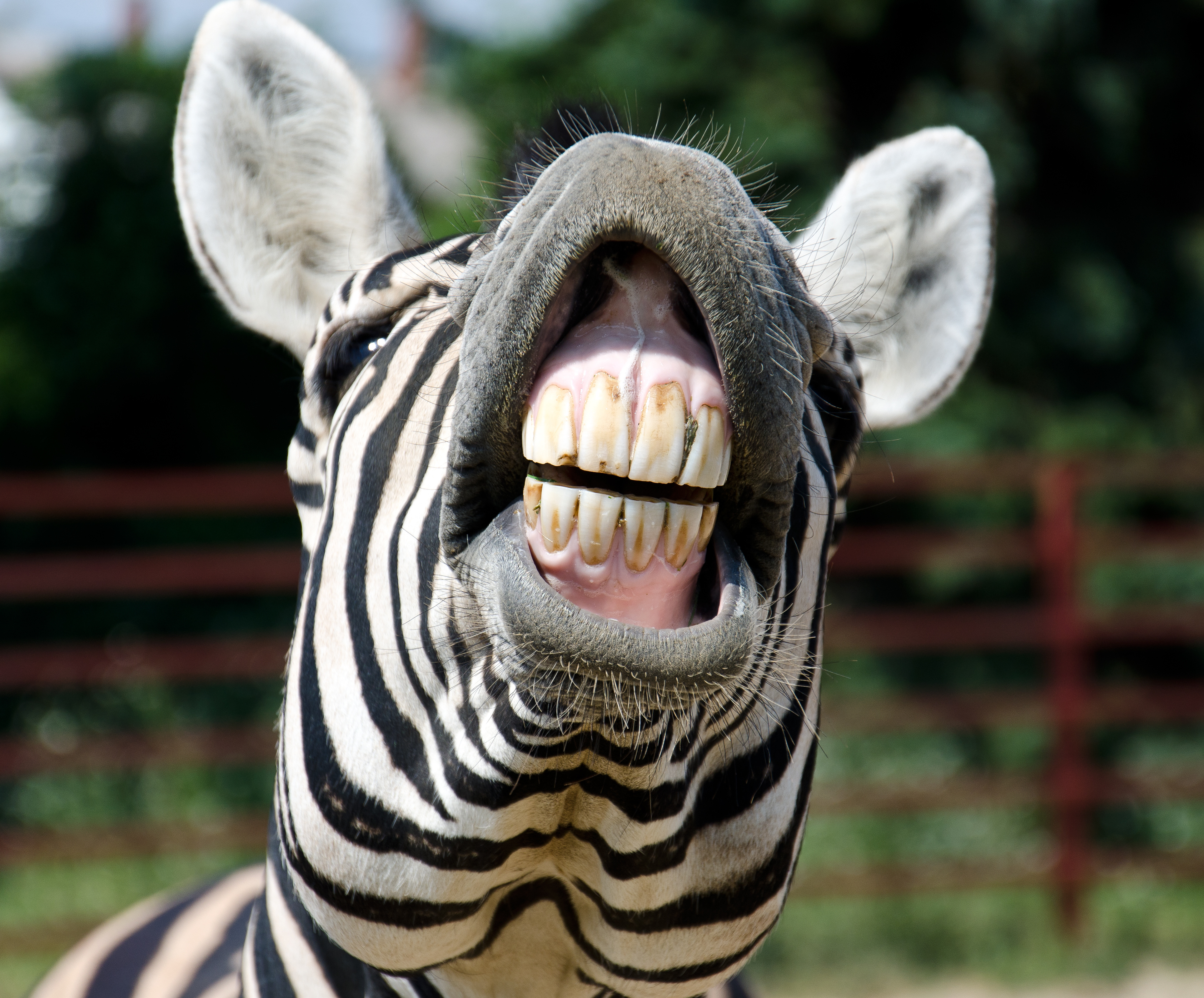 Animal Teeth Facts 