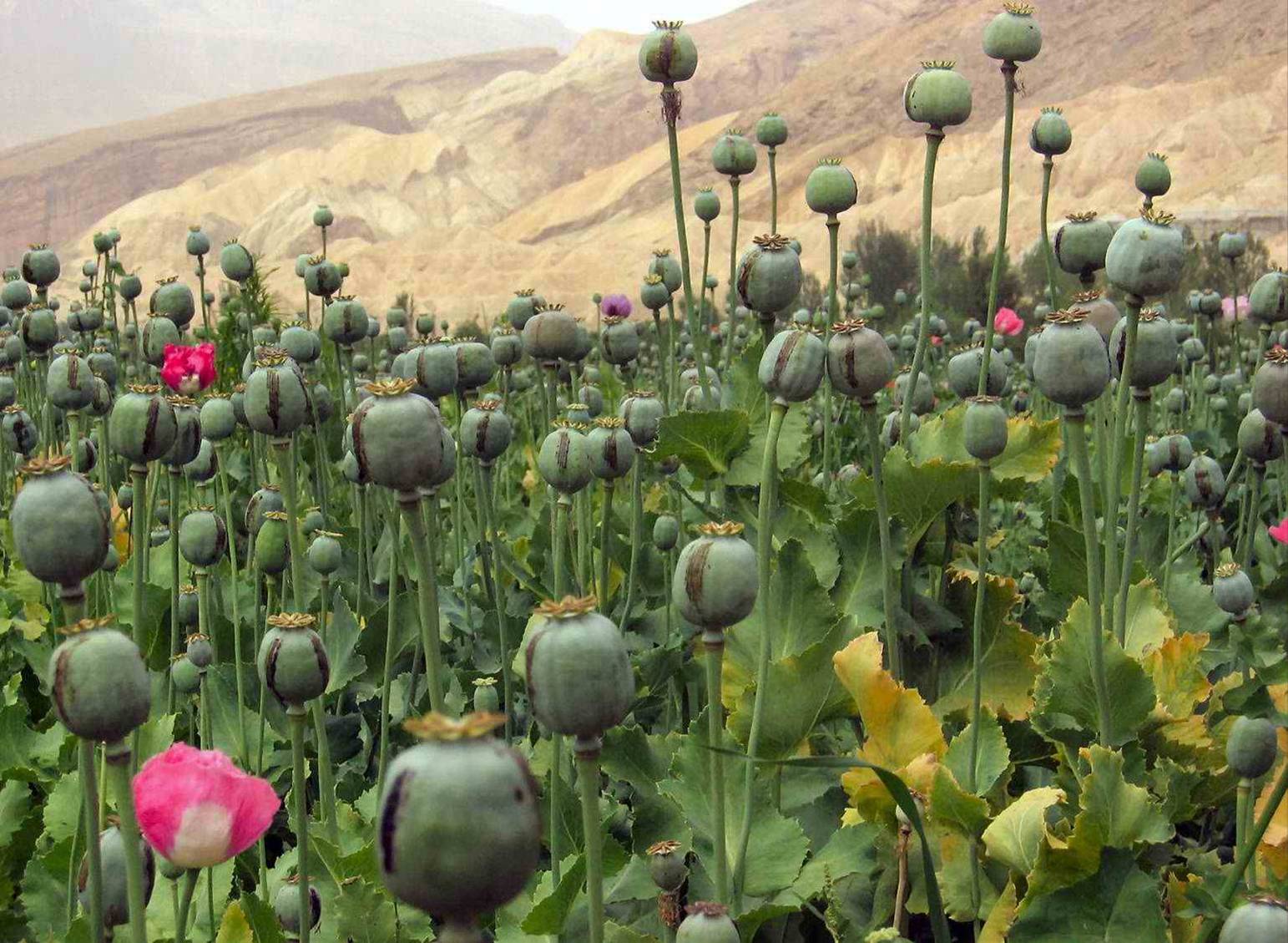 Facts About Opium