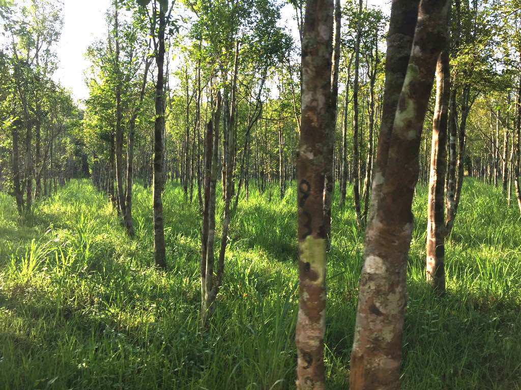 agarwood plant