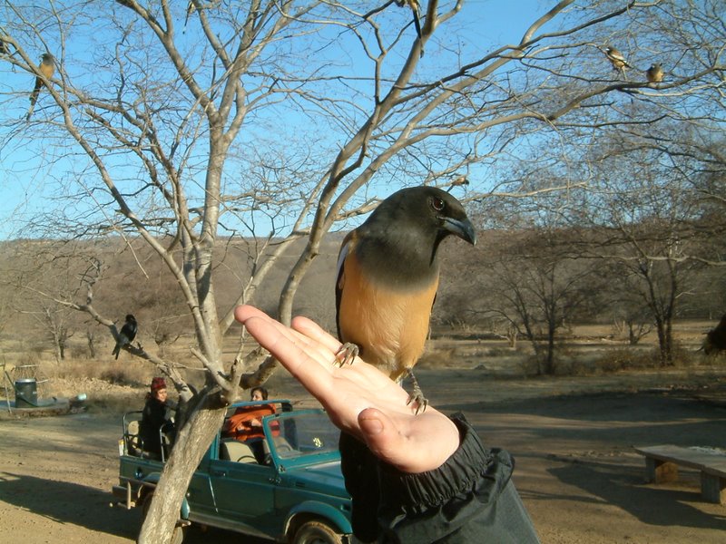 Ranthambore National Park Birding