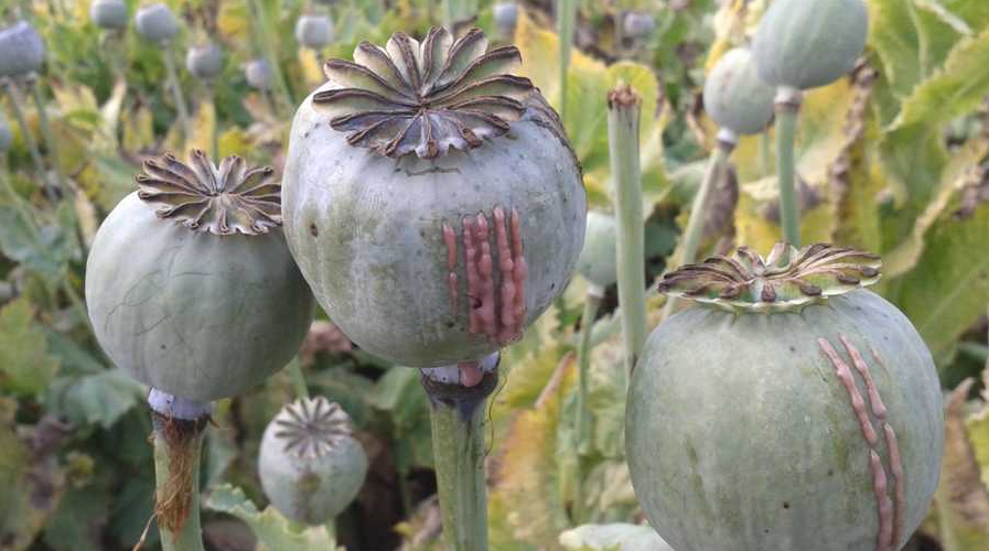 Facts About Opium