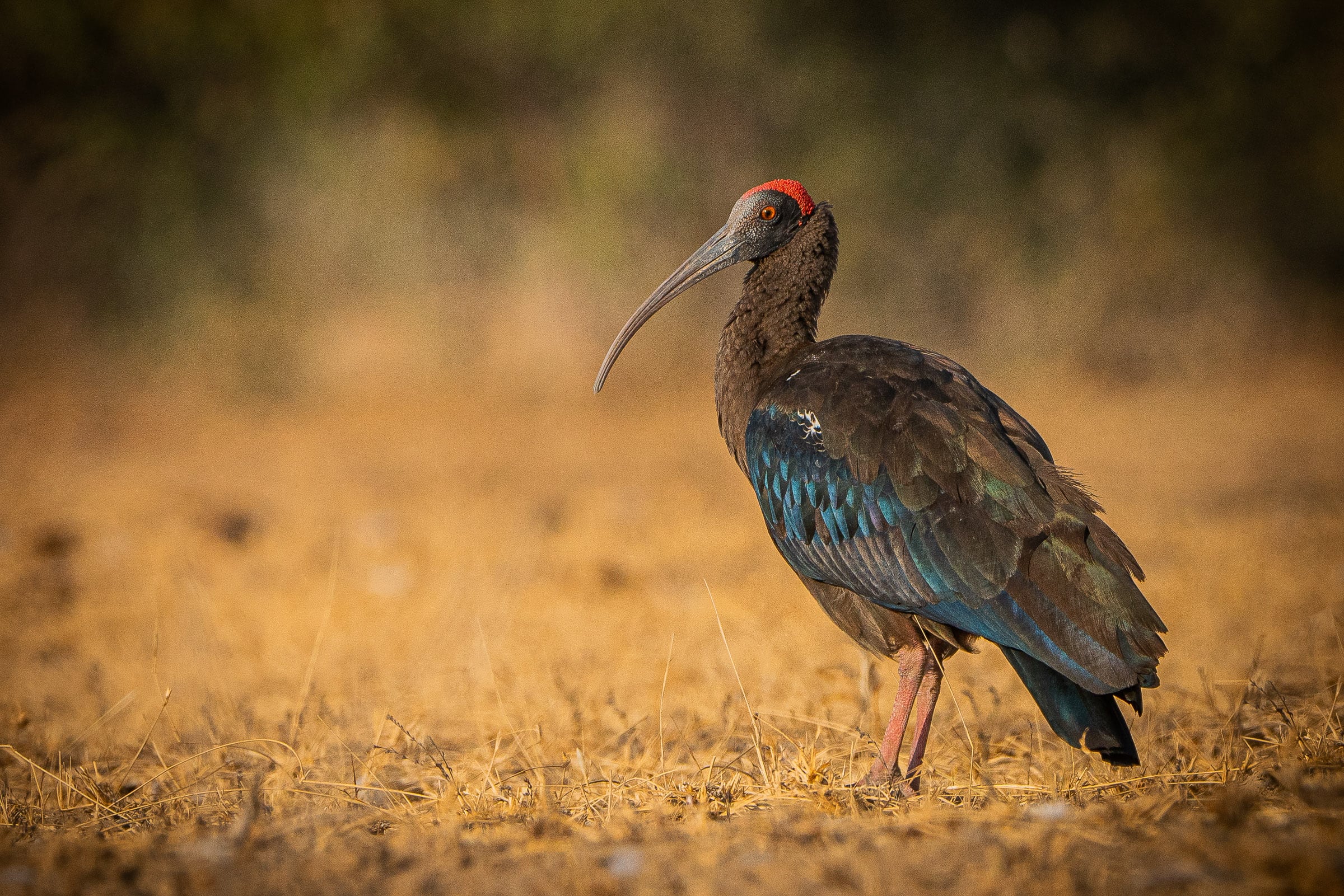 Gir National Park Birding