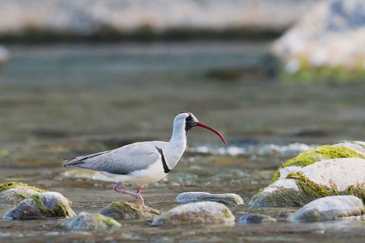 birding in india