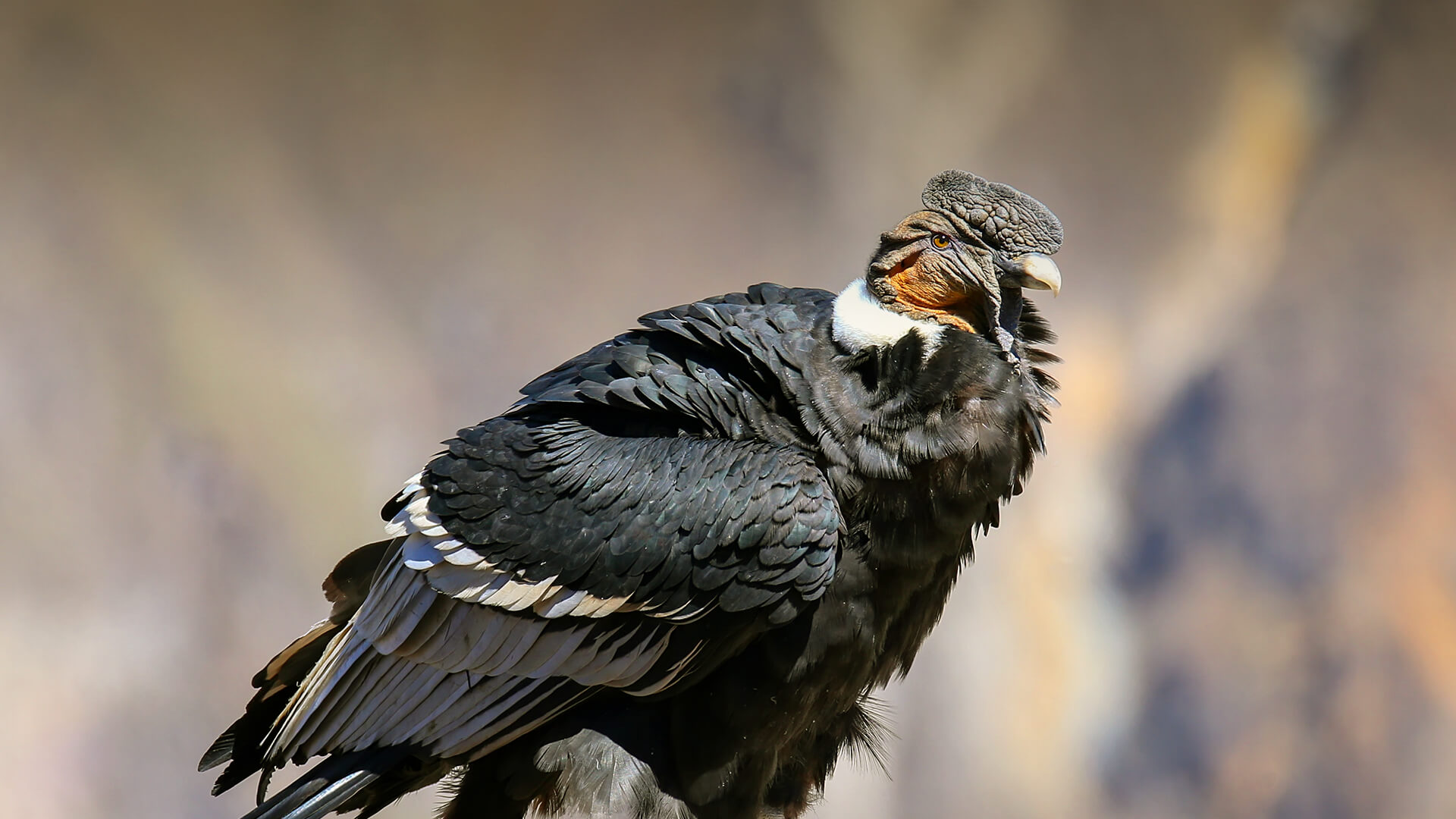 Andean Condor