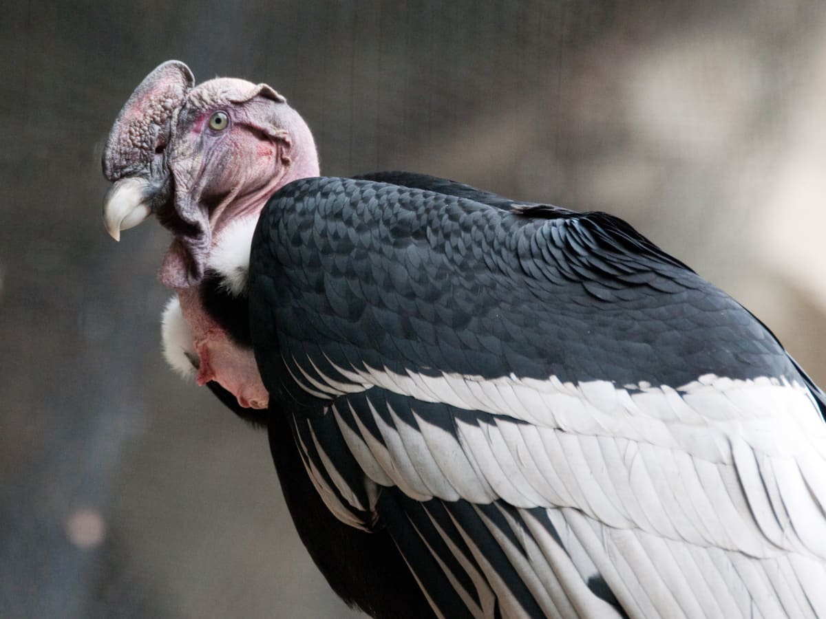 Andean Condor