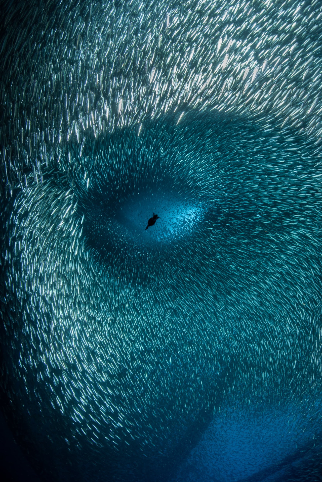  Ocean Photographers Contest