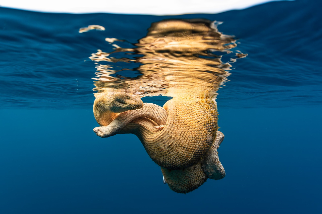 Ocean Photographers Contest