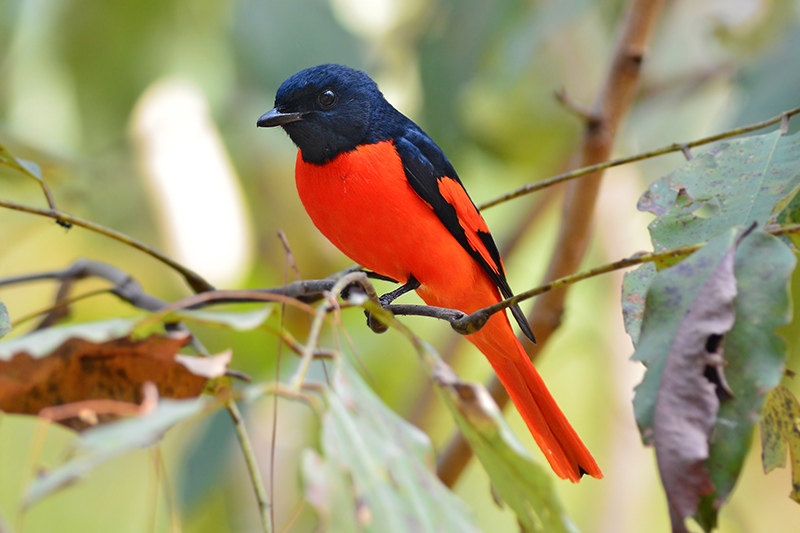 Kanha National Park Birding