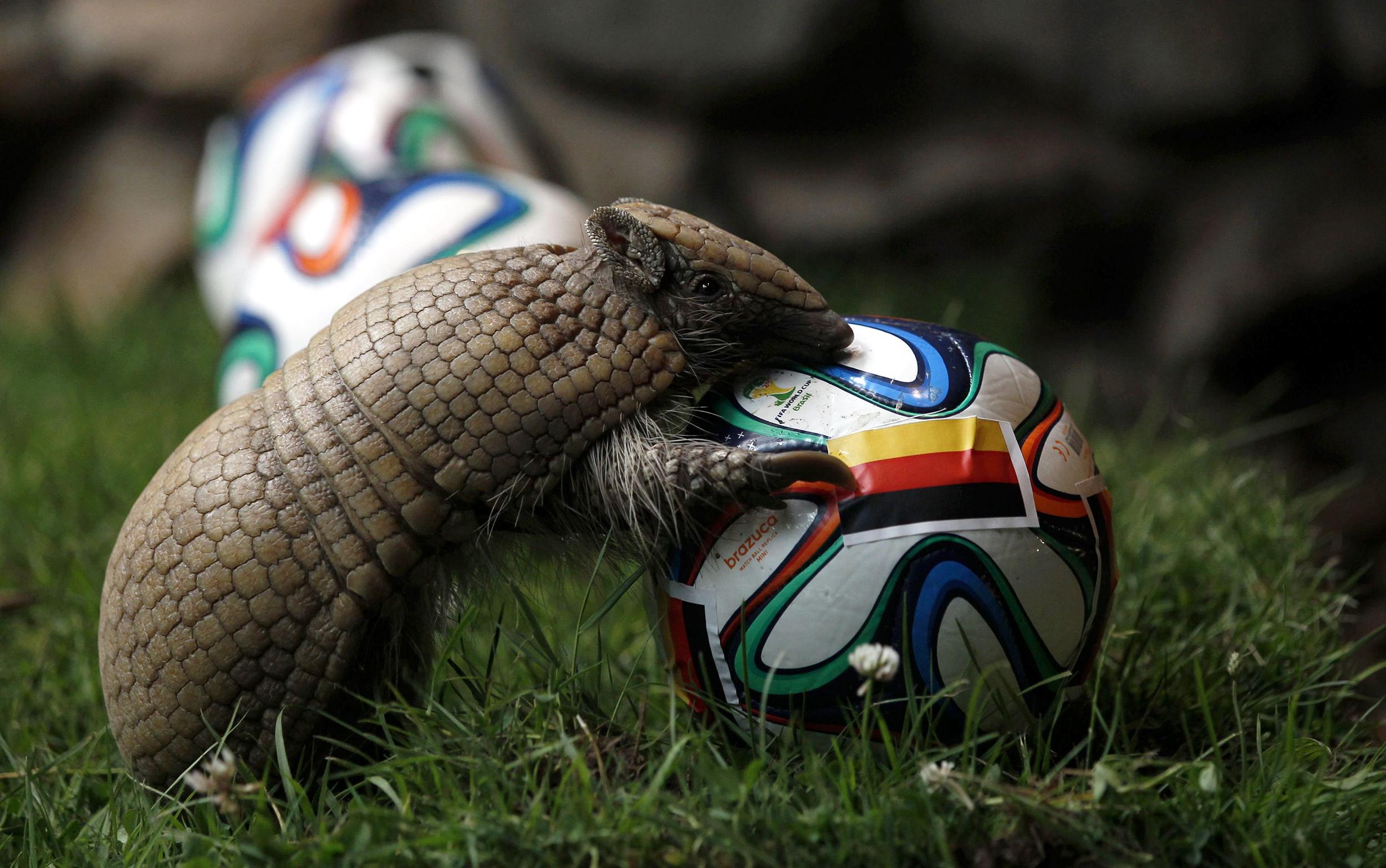 Animal that Predicted FIFA World Cup Match Result 
