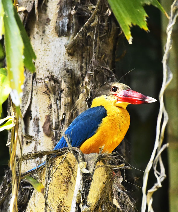 Pench National Park