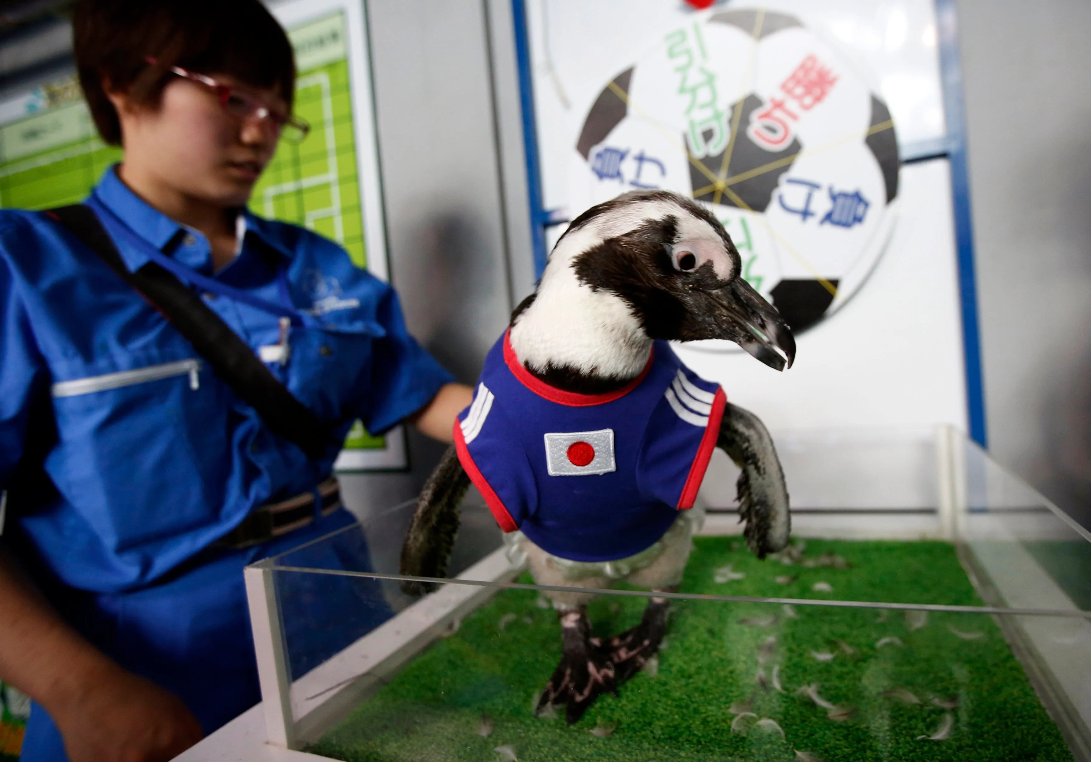Animal that Predicted FIFA World Cup Match Result 
