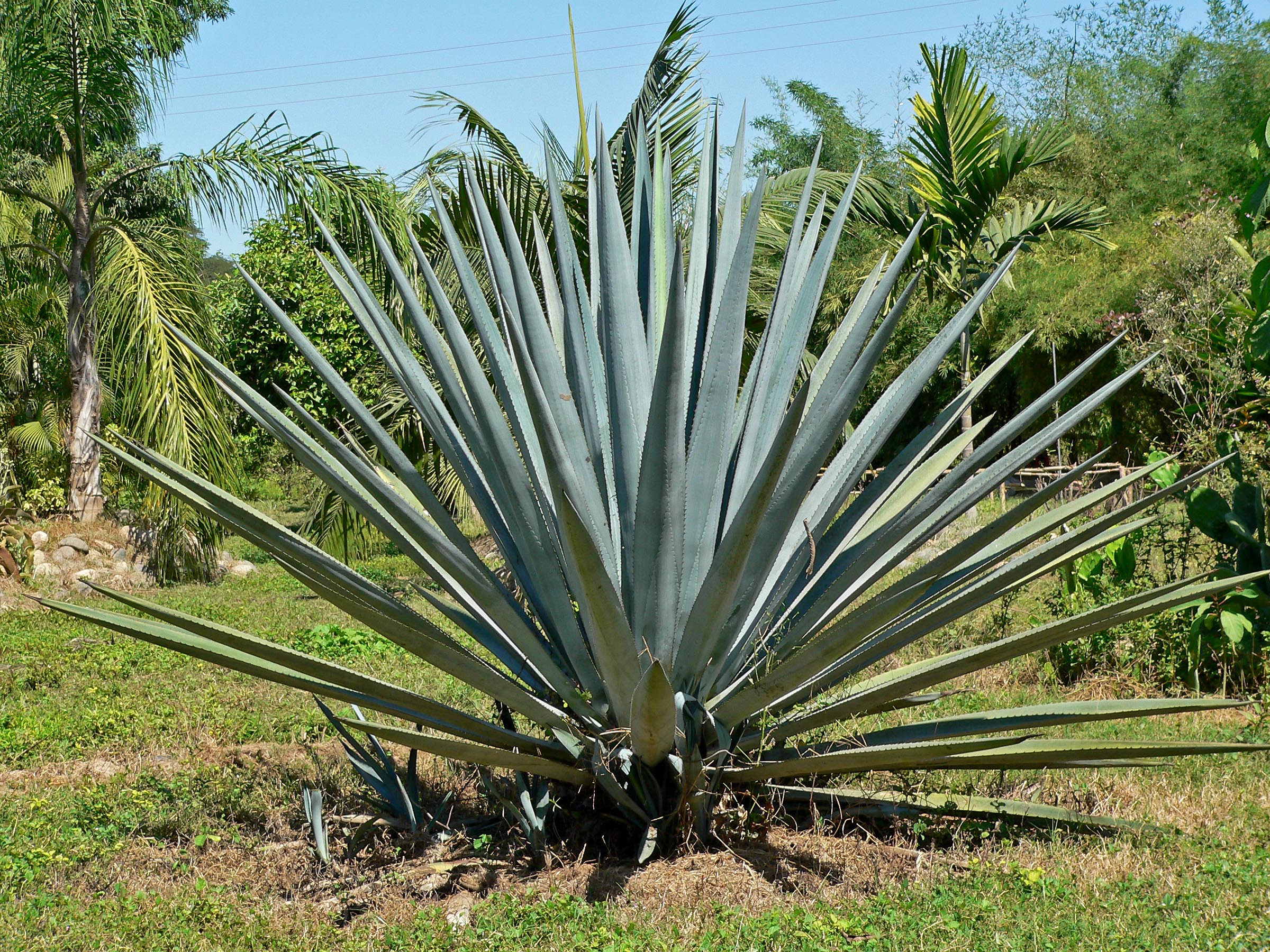 Blue Agave Plant