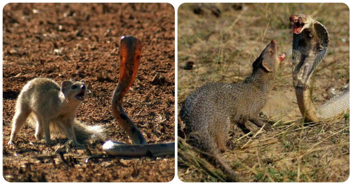 Mongoose Vs Snake: आख़िर क्यों 'सांप और नेवले' की लड़ाई में ज़्यादातर ...