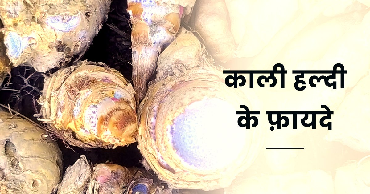 Black Turmeric Benefits In Hindi काली हल्दी के 10 फ़ायदे