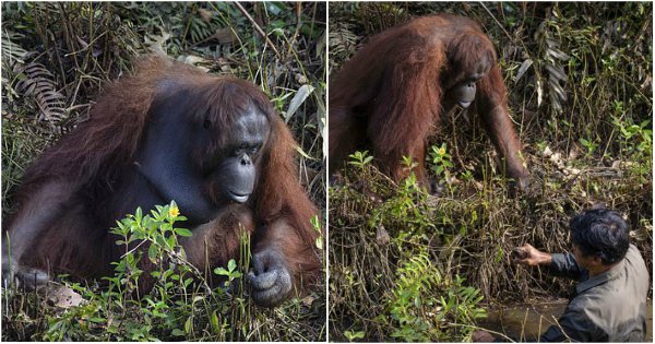 Picture Of An Orangutan Reaching Out To Help A Forest Warden. आदमी की ...