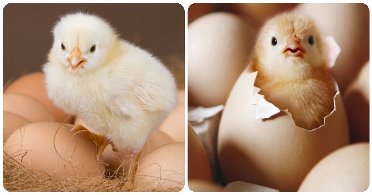 What came first chicken or egg? मुर्गी पहले आई या फिर अंडा?