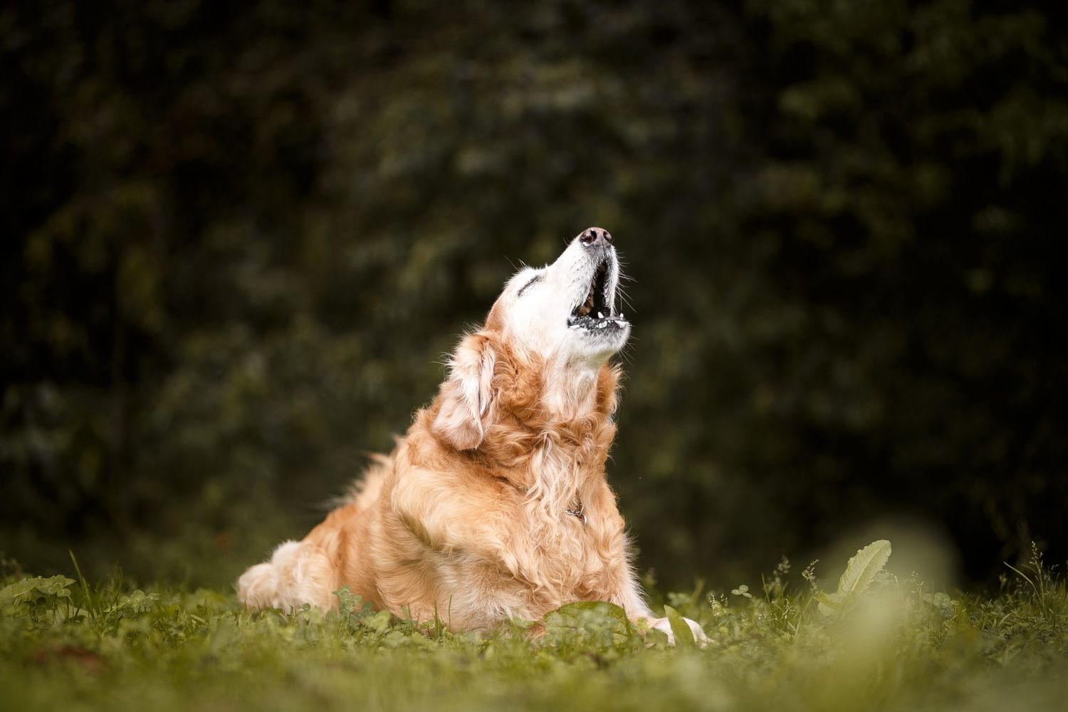 Hungarian Research On Dog Howling