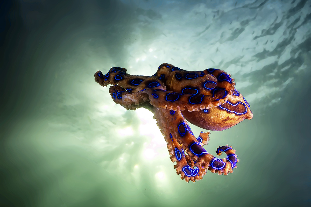 Blue-Ringed Octopus